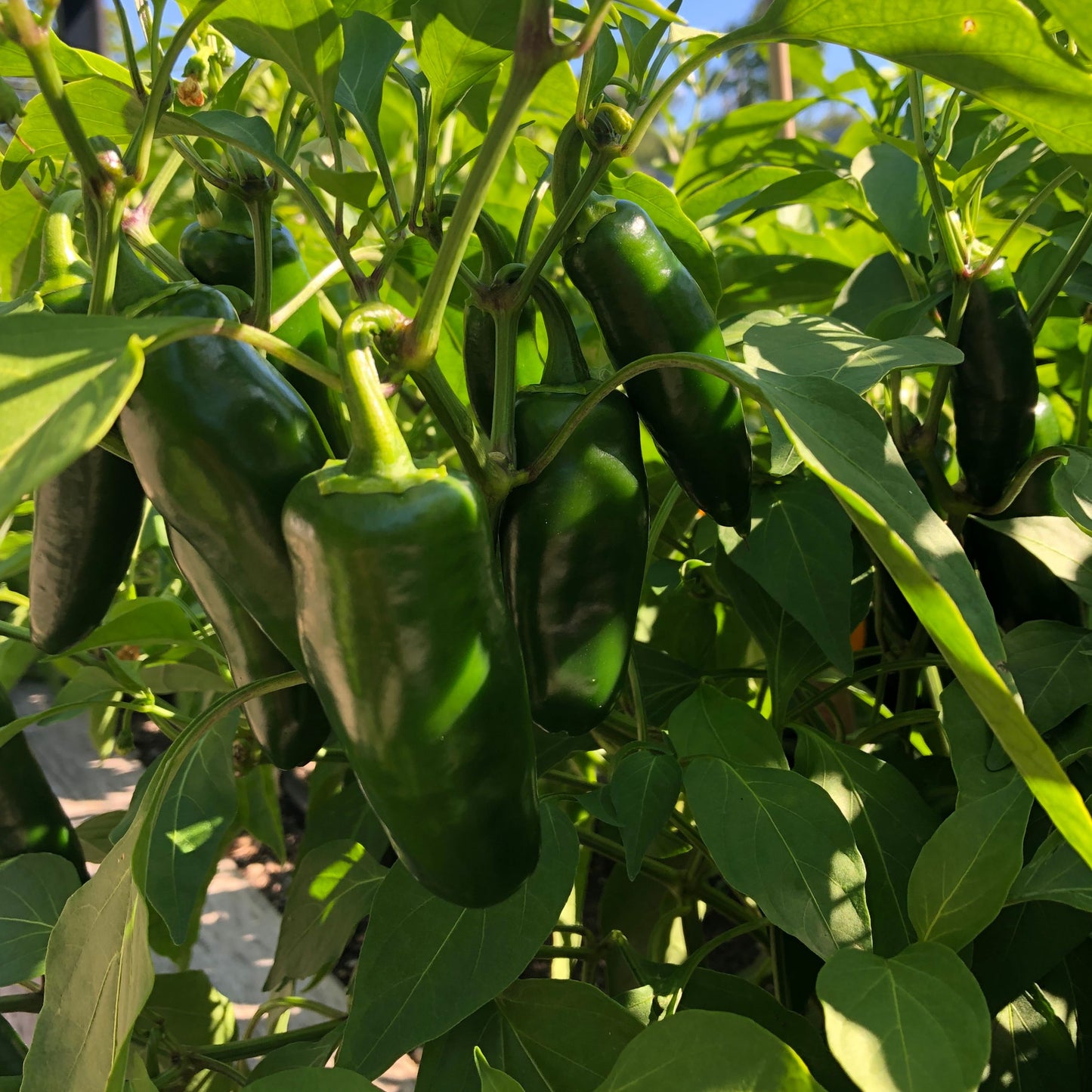 Jalapeño Hot Pepper Seeds