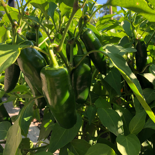 Jalapeño Hot Pepper Seeds