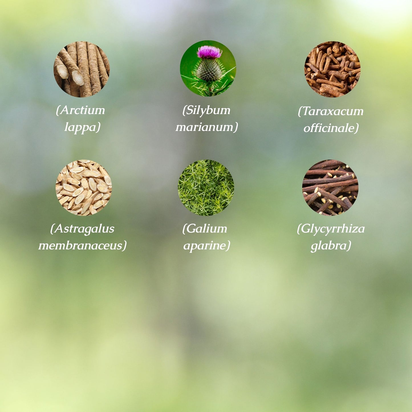 Organic Kidney & Liver Support Tincture