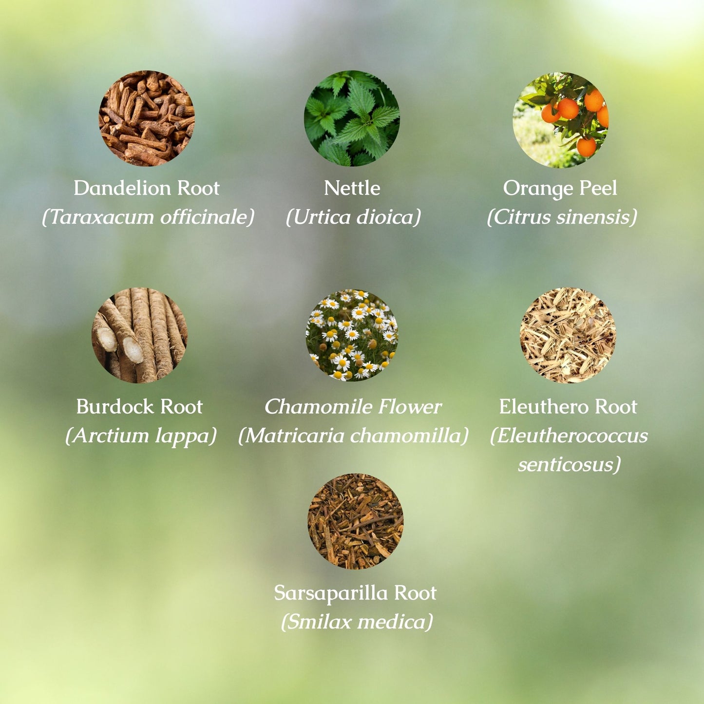 Kidney & Liver Support Organic Herbal Tea