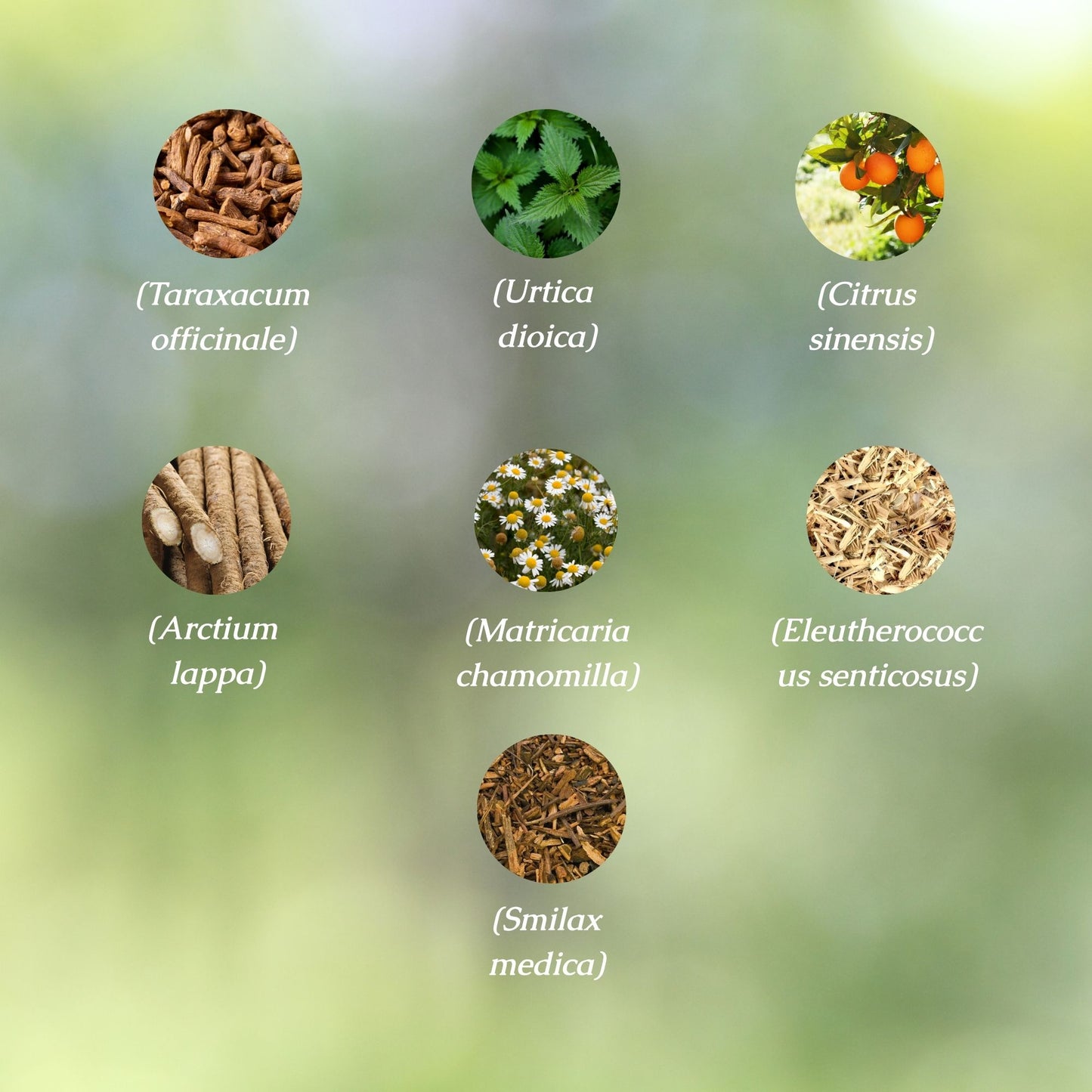 Kidney & Liver Support Organic Herbal Tea