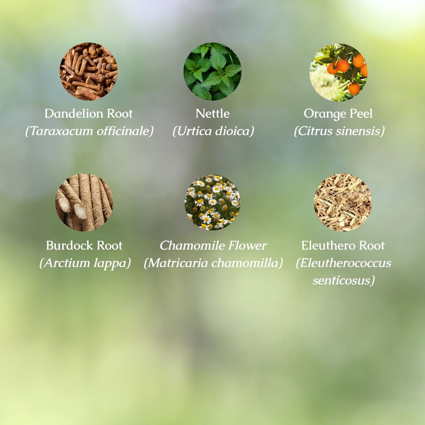 Kidney & Liver Support Organic Herbal Tea