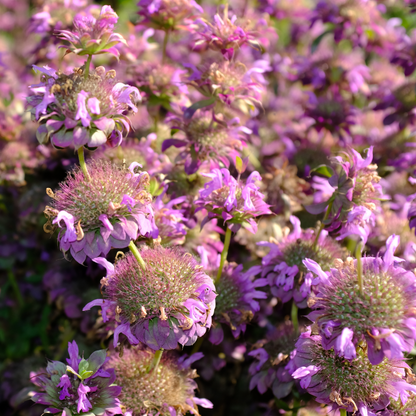 Lemon Mint "Bee Balm" - Monarda citriodora Seeds