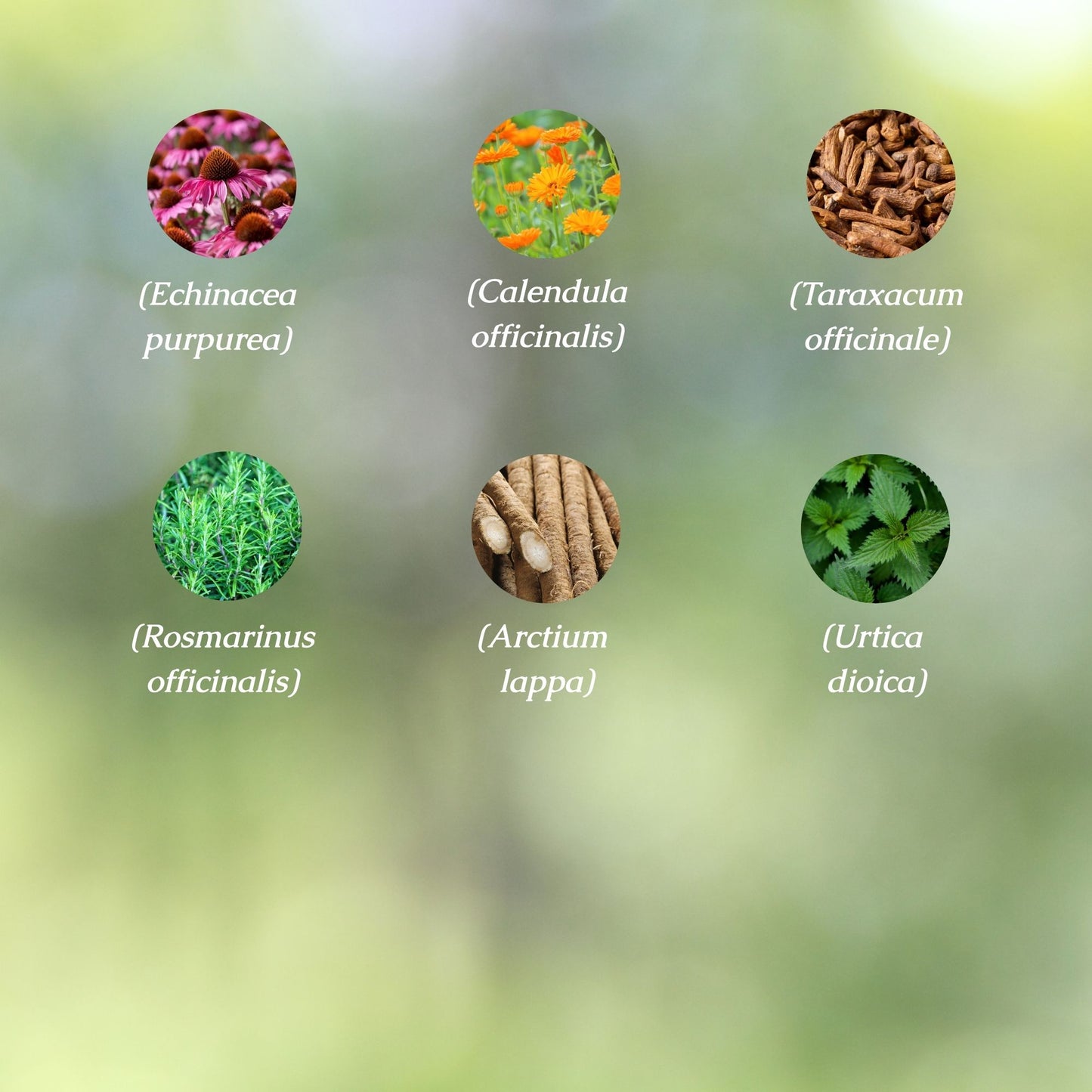 Lymphatic Drainage Organic Herbal Tea