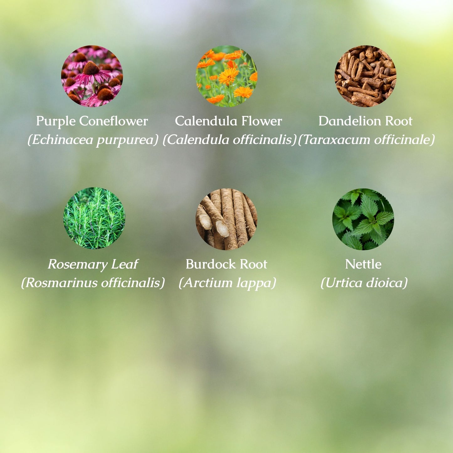 Lymphatic Drainage Organic Herbal Tea