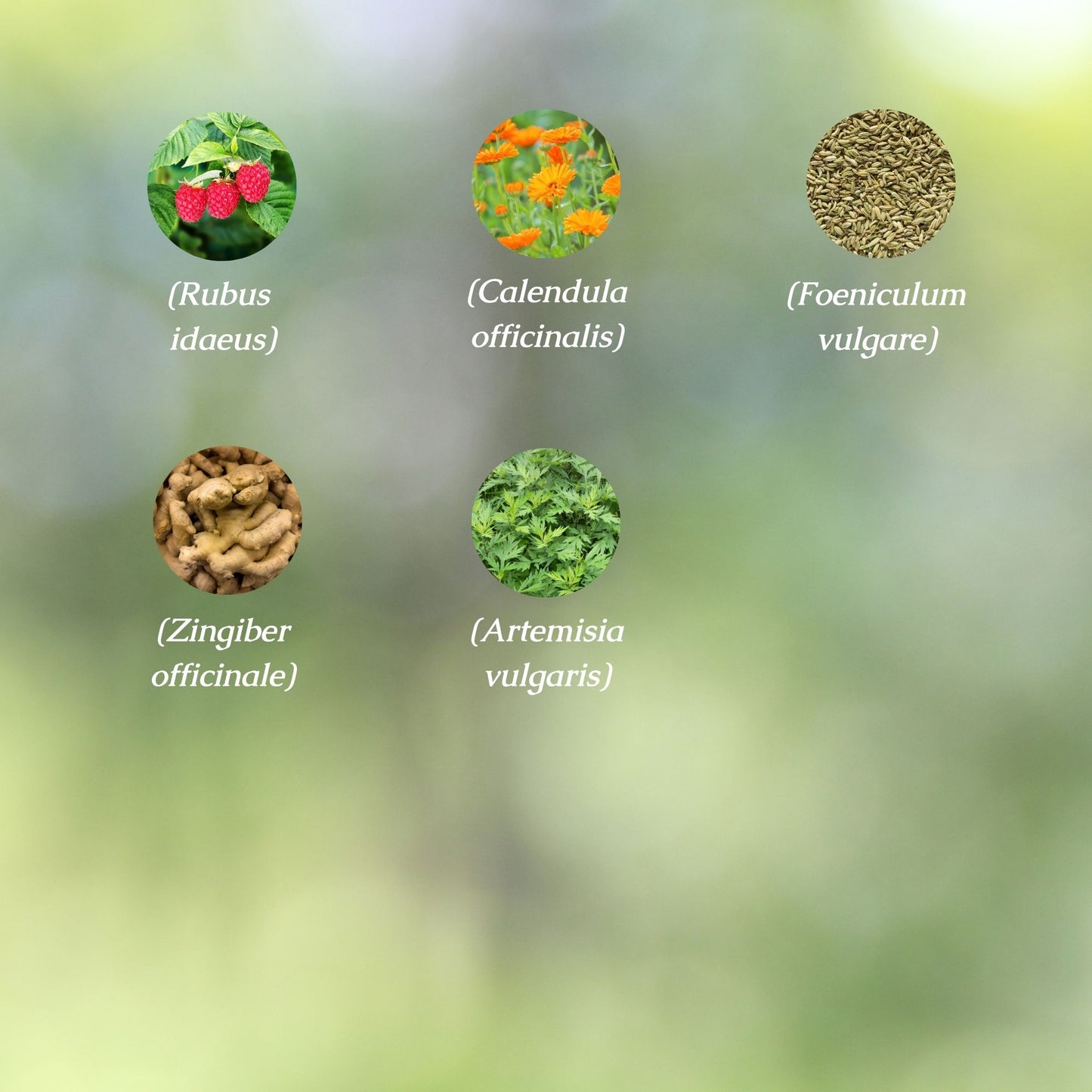 Organic Menstrual Relief Tincture