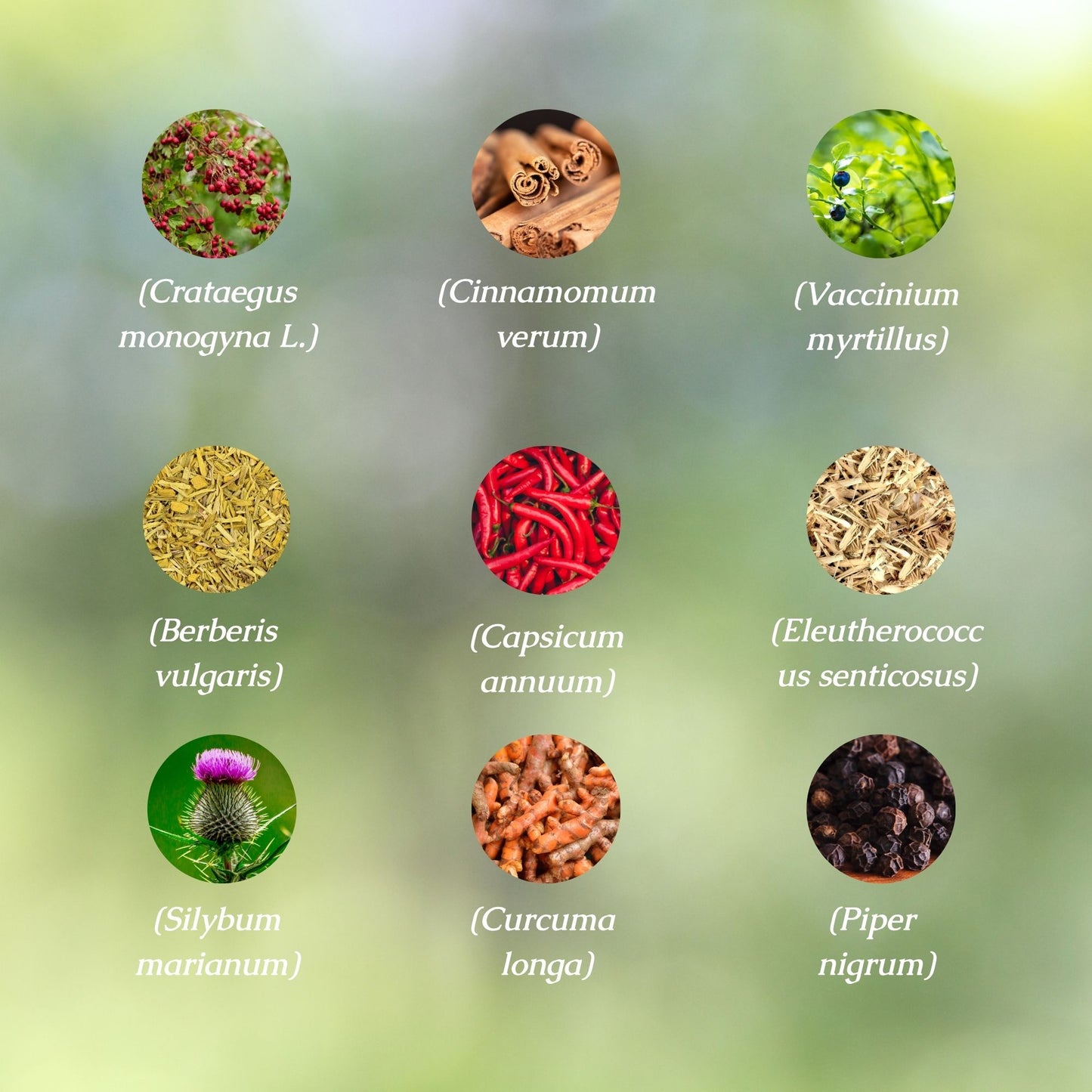 Organic Metabolic Health Tincture