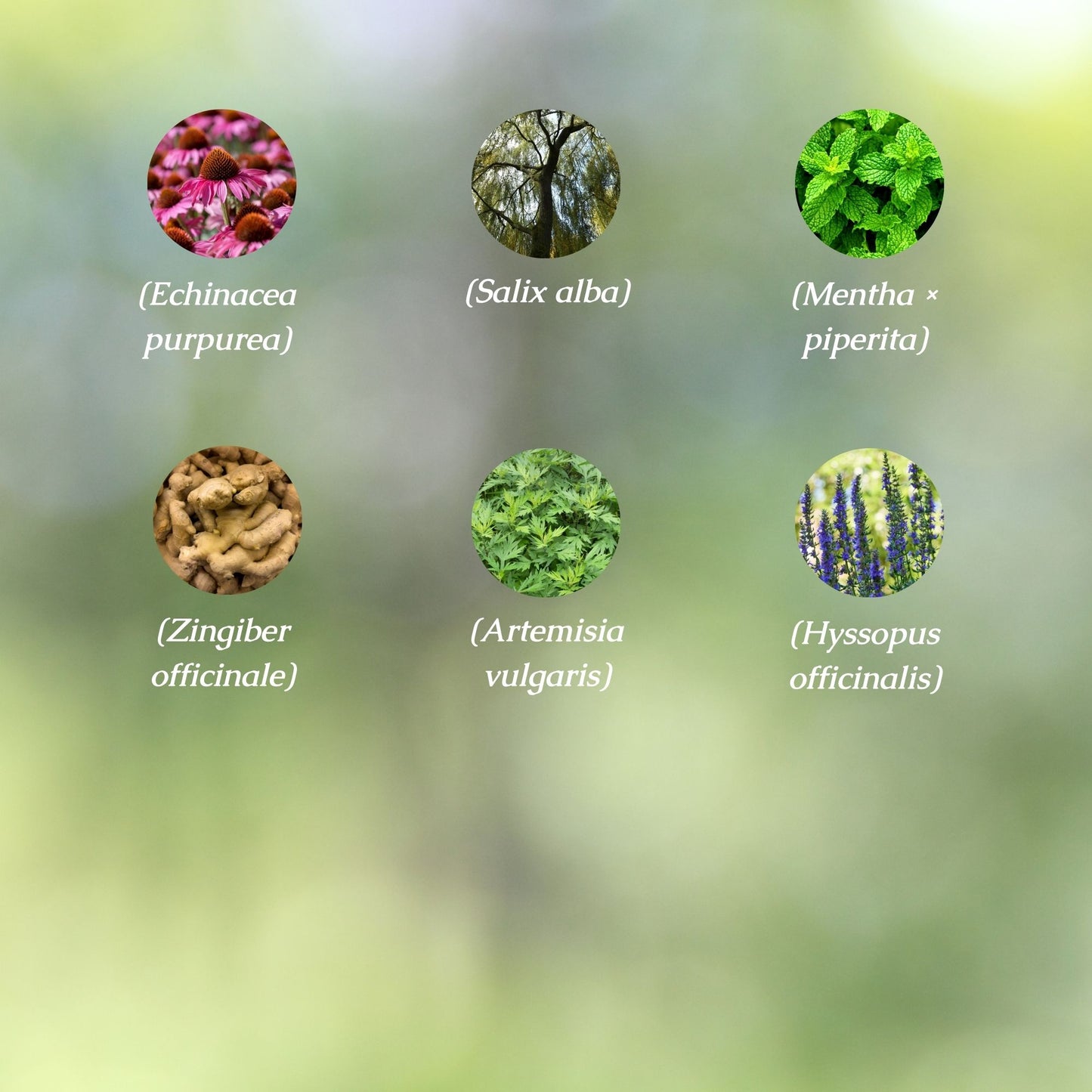 Pain Relief Organic Herbal Tea