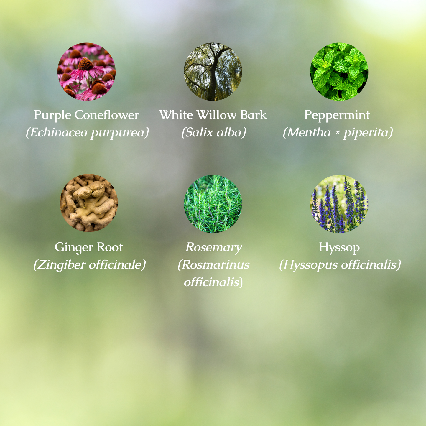 Organic Pain & Fever Relief Tincture