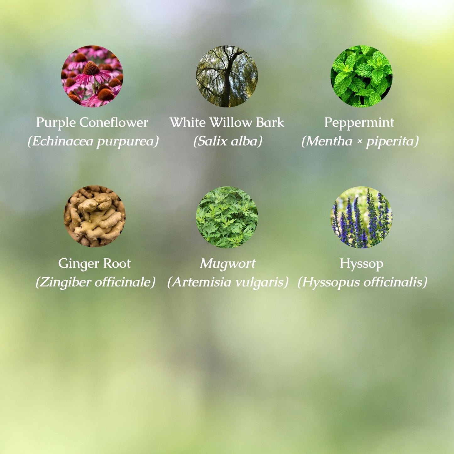 Organic Pain & Fever Relief Tincture