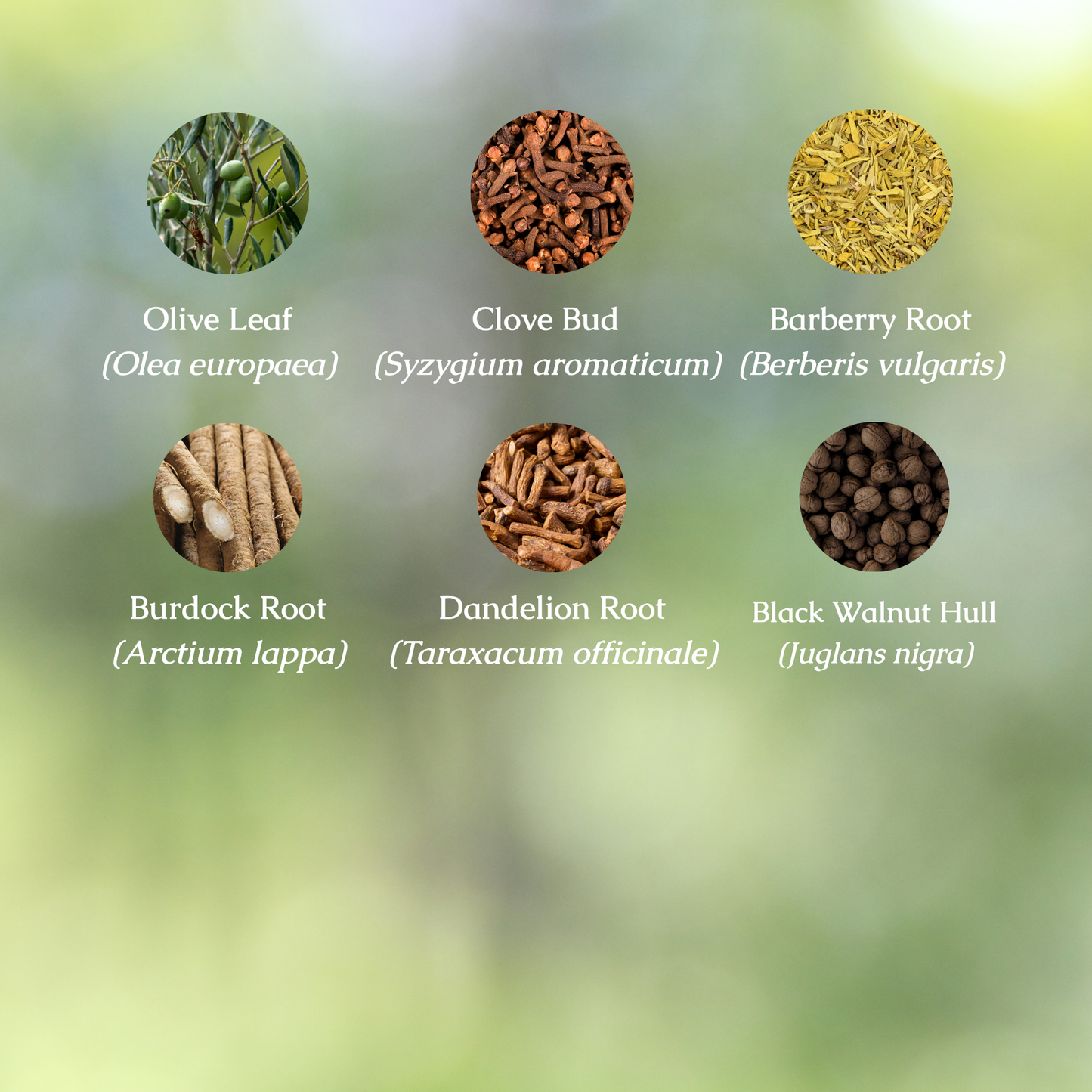 Organic Parasite Cleanse Herbal Tincture