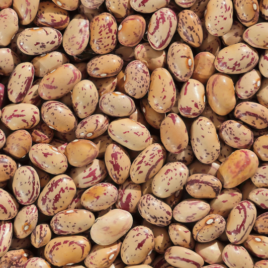 Pinto Bean Seeds