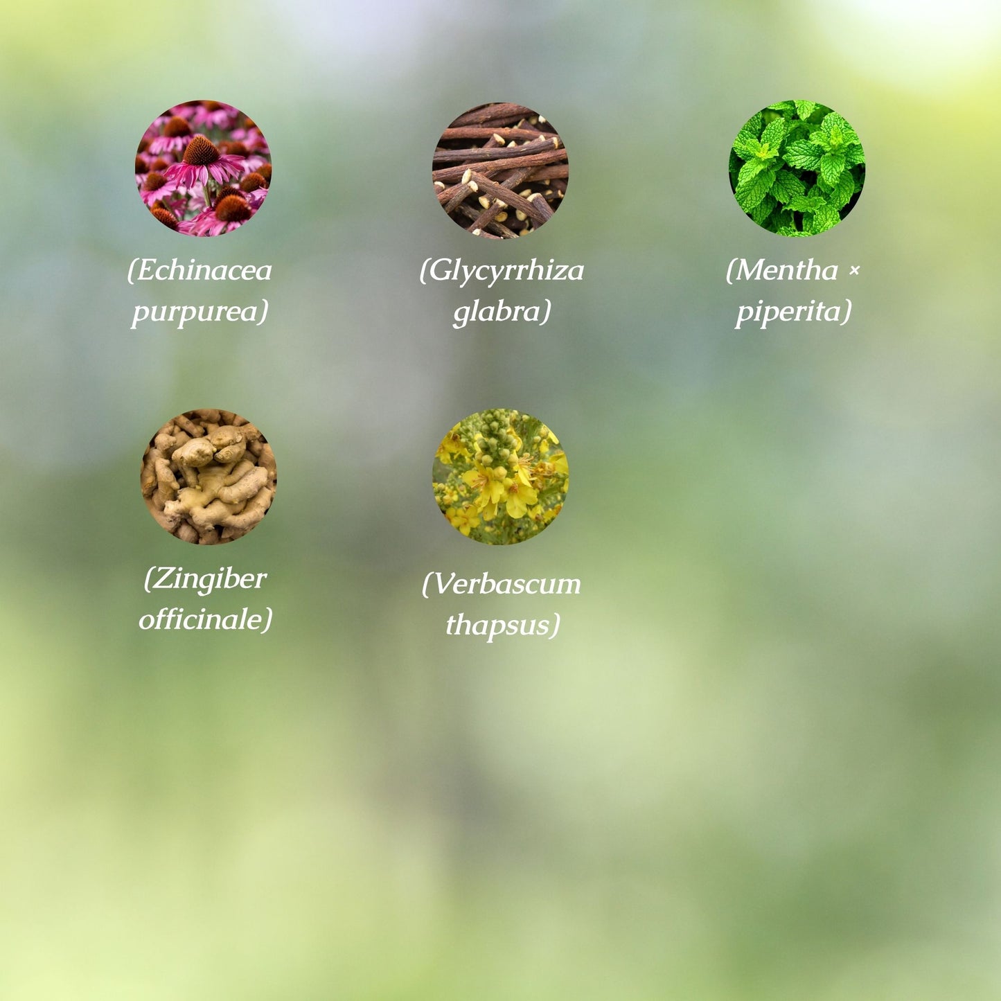 Organic Respiratory Health Tincture