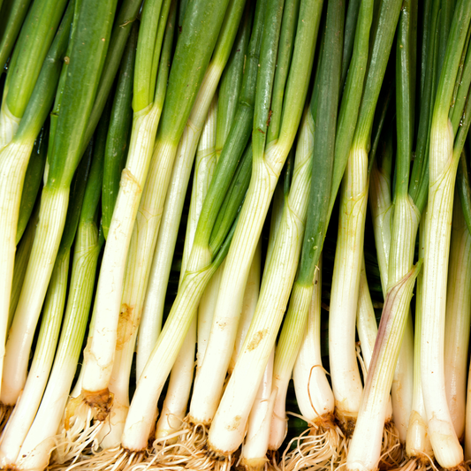 Evergreen White Bunching Onion "Scallion" Seeds