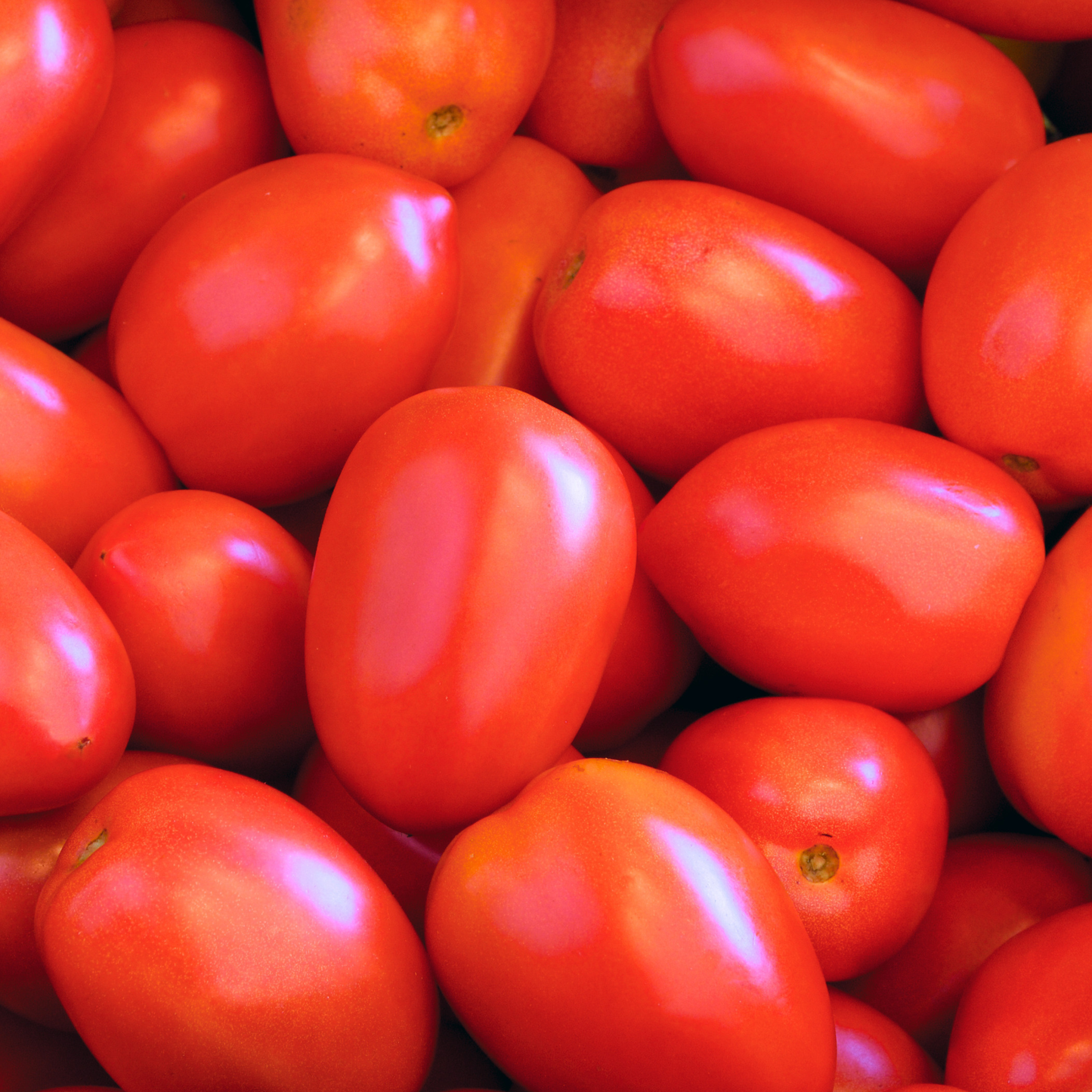 Roma Tomato Seeds