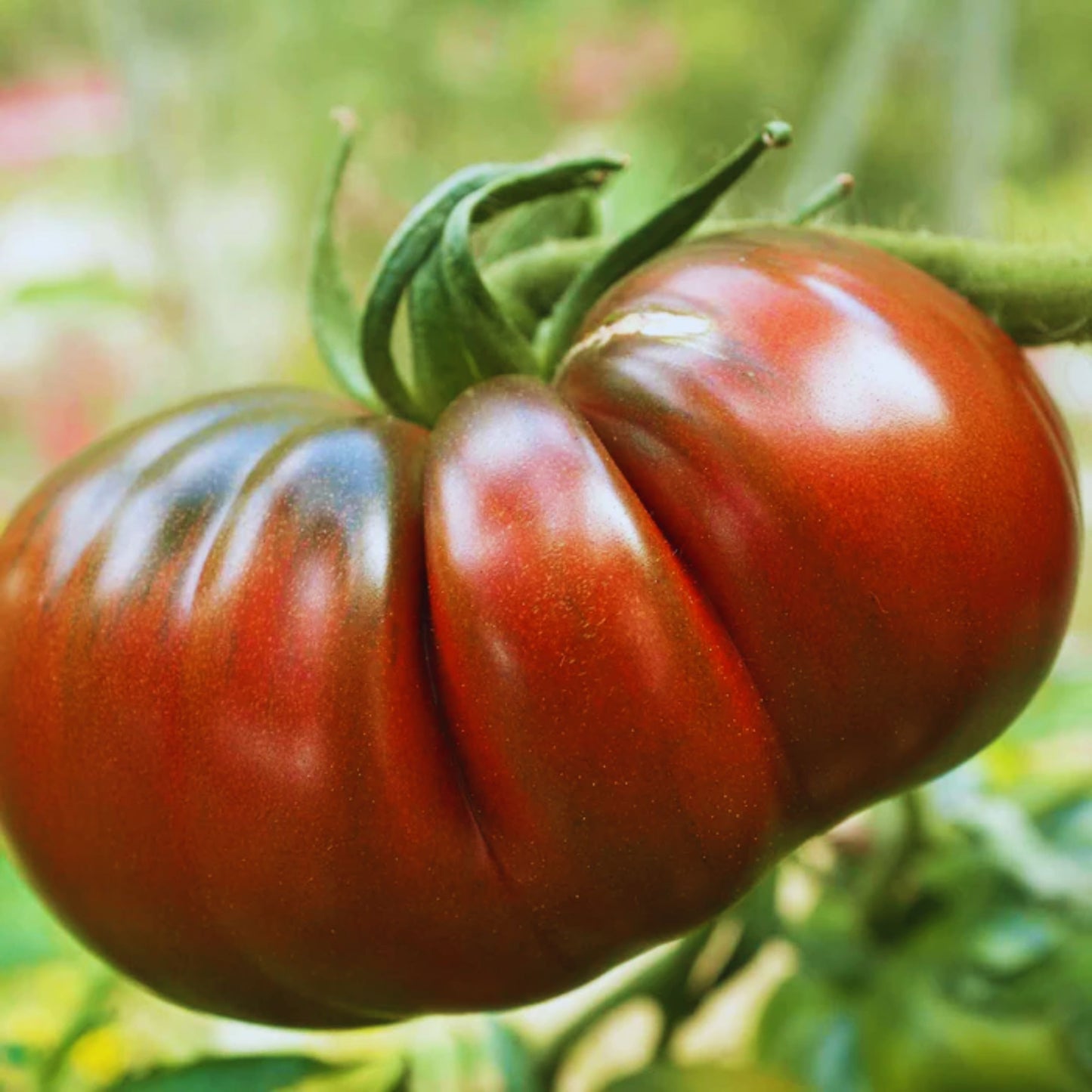 Cherokee Purple Tomato Seeds