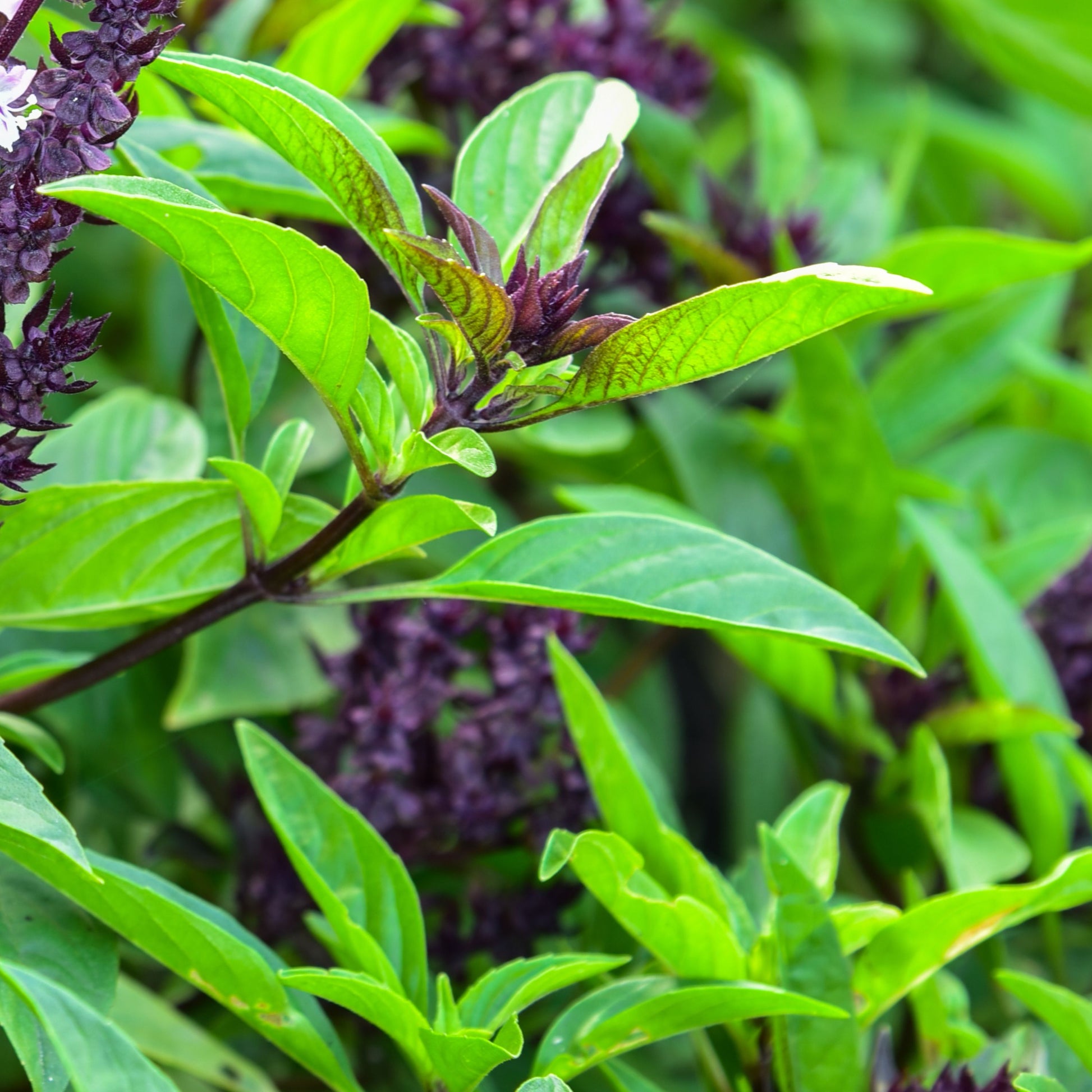 basil seeds for garden Thai Sweet Basil Seeds – My Health Forward