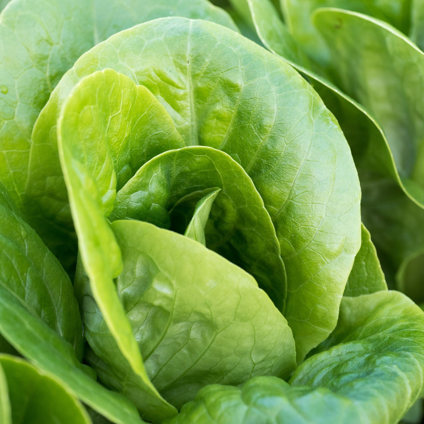 Little Gem Lettuce Seeds