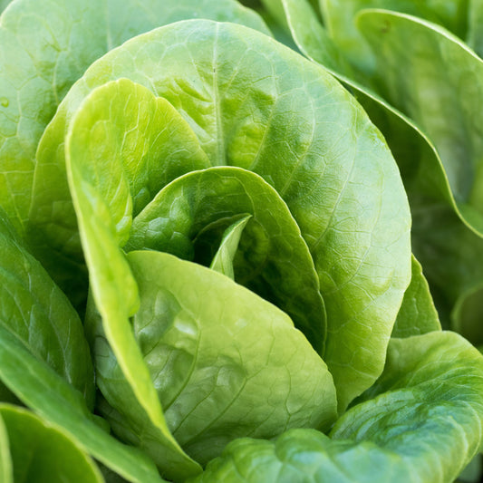 Little Gem Lettuce Seeds