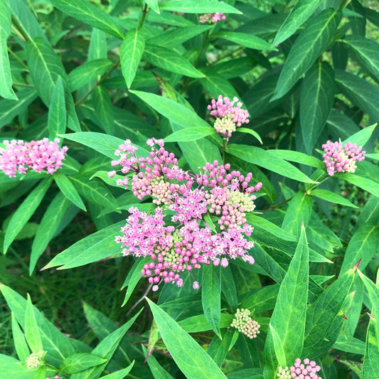 Swamp Milkweed - Asclepias incarnata Seeds