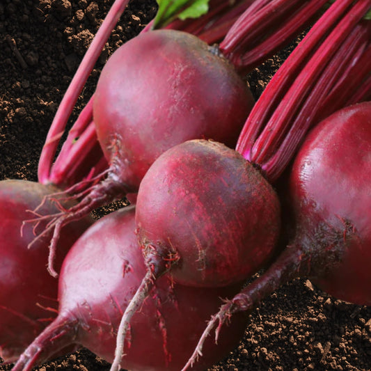 Detroit Dark Red Beet Seeds