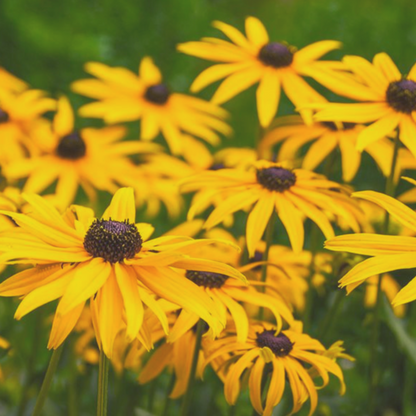 Black Eyed Susan - Rudbeckia Hirta Seeds