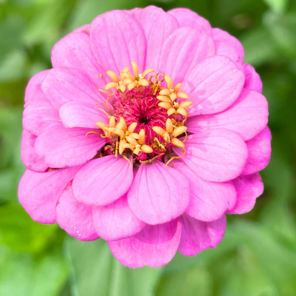 Luminosa Zinnia Seeds