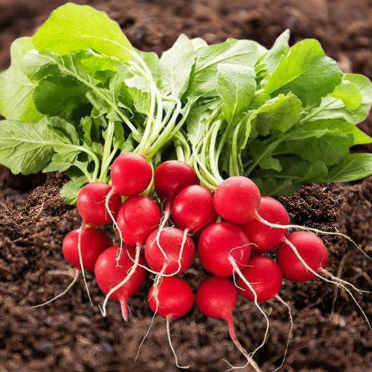 Cherry Belle Radish Seeds