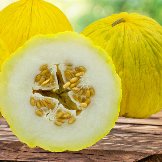 Casaba Golden Beauty Melon Seeds