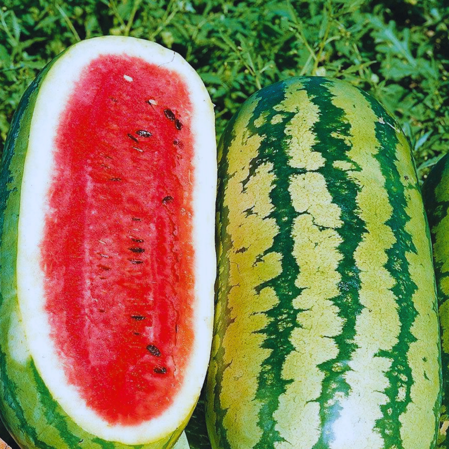 Jubilee Watermelon Seeds