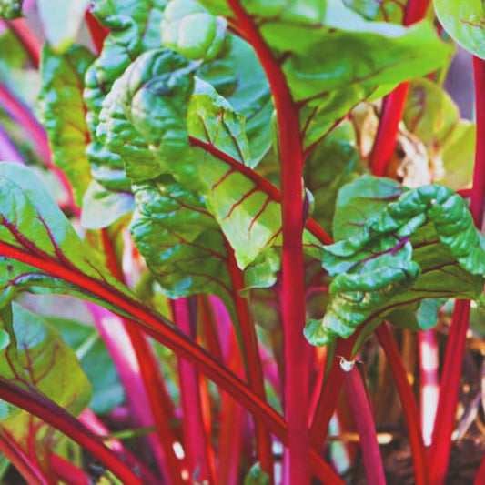 Ruby Red Swiss Chard Seeds