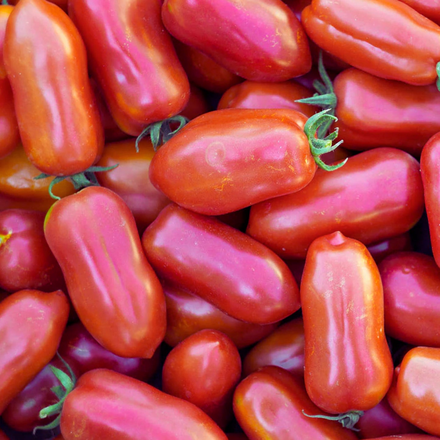 San Marzano Tomato Seeds