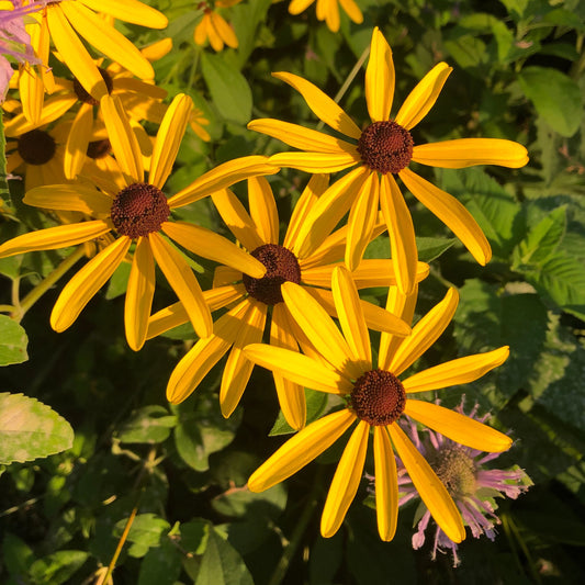 Black Eyed Susan - Rudbeckia Hirta Seeds