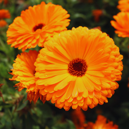 Ball's Orange Calendula Seeds