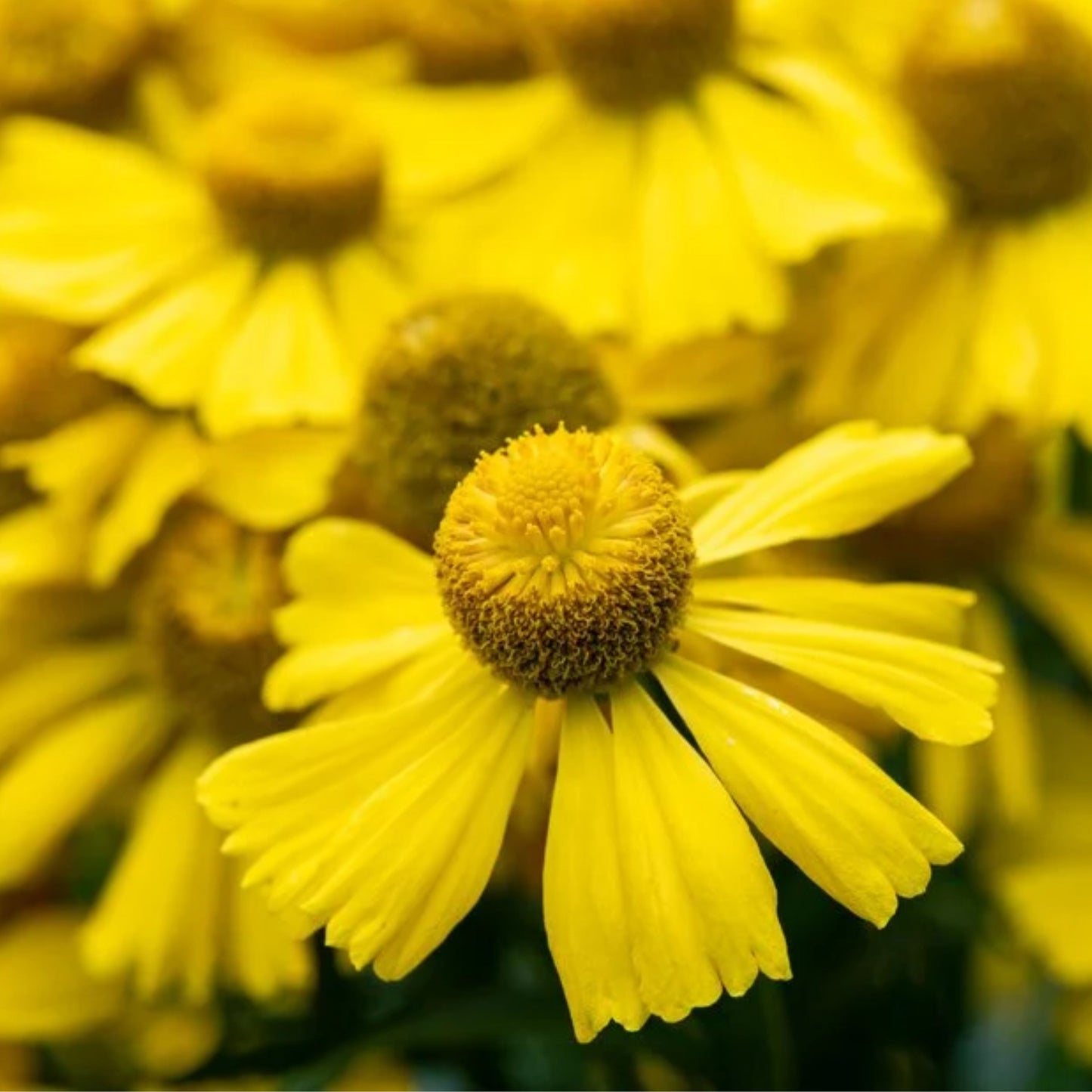 Autumn Sneezeweed - Helenium Autumnale Seeds