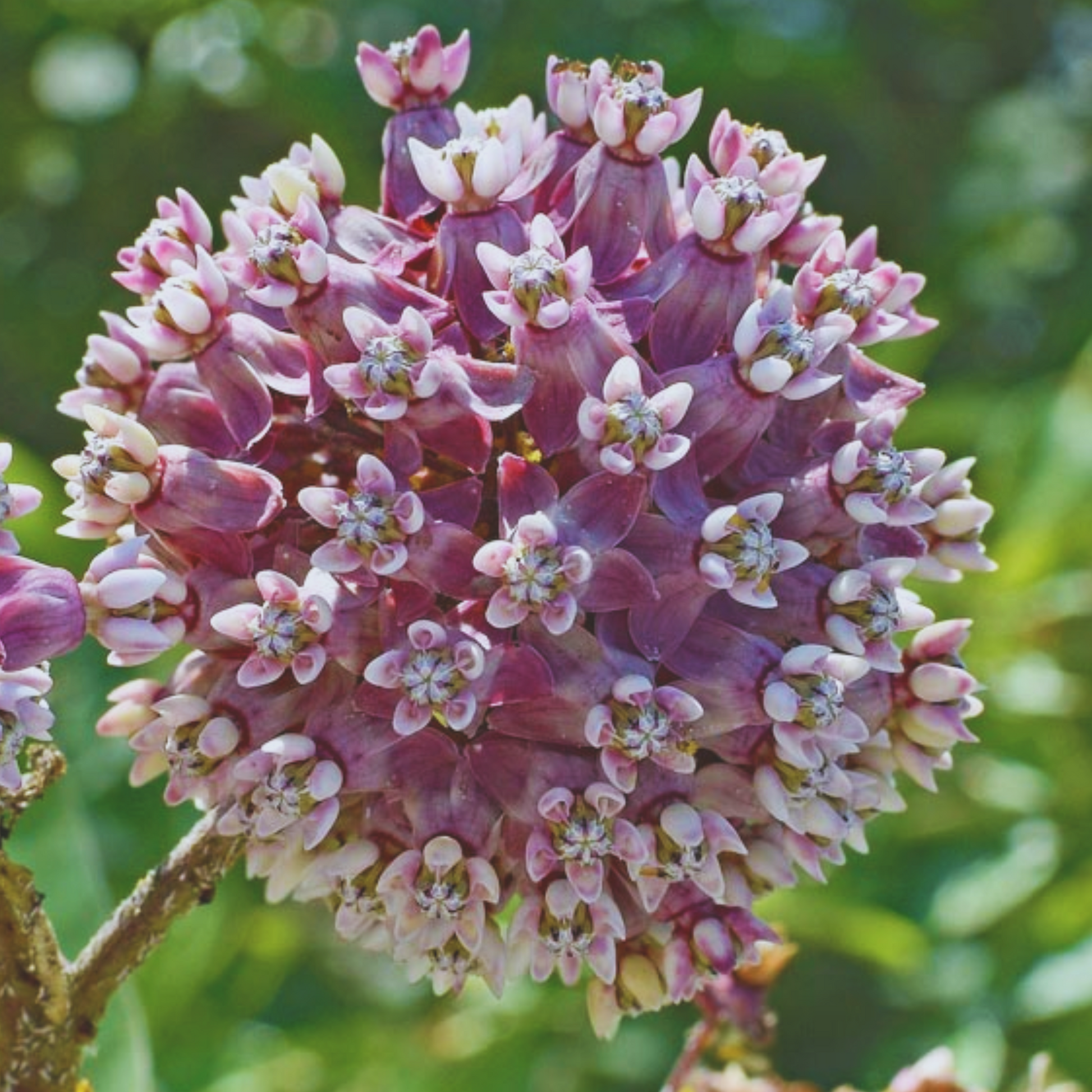 where to buy milkweed plants or seeds Common Milkweed