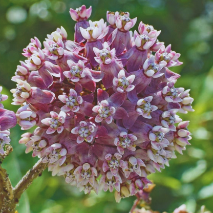 Common Milkweed - Asclepias Syriaca Seeds