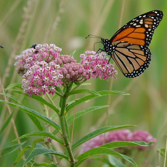 Swamp Milkweed Seeds - Asclepias incarnata