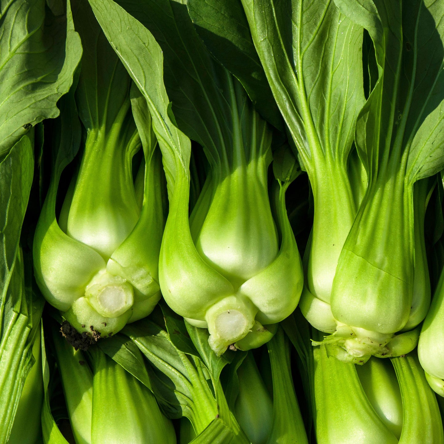 Chinese Pak Choi Cabbage "Bok Choy" Seeds