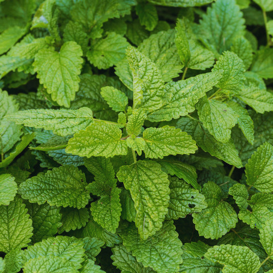 Lemon Balm Seeds