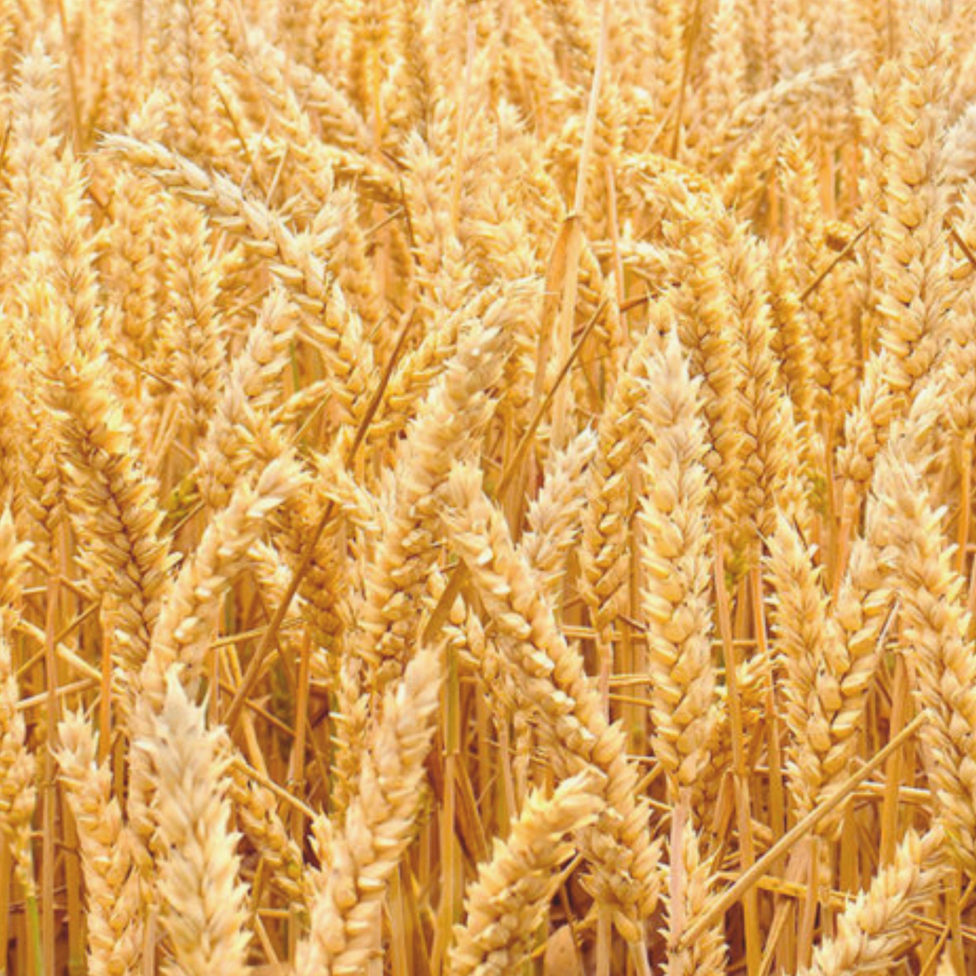 spring wheat seeds for planting Soft White Wheat Seeds