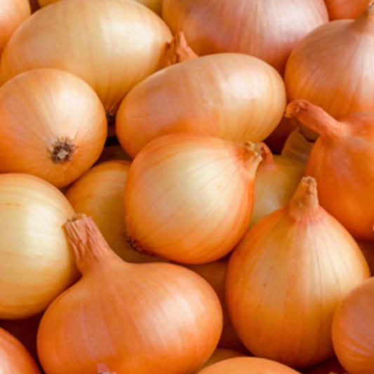 Yellow Sweet Spanish Onion Seeds