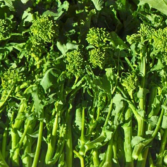 Early Fall Rapini Broccoli Raab Seeds