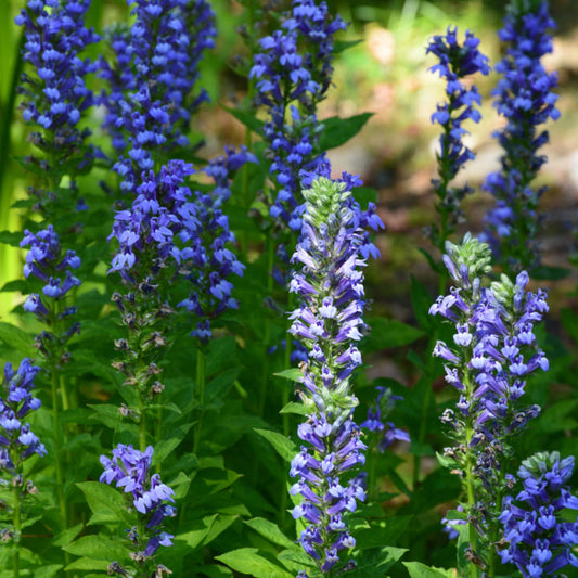 Great Blue Lobelia - Lobelia Siphilitica Seeds