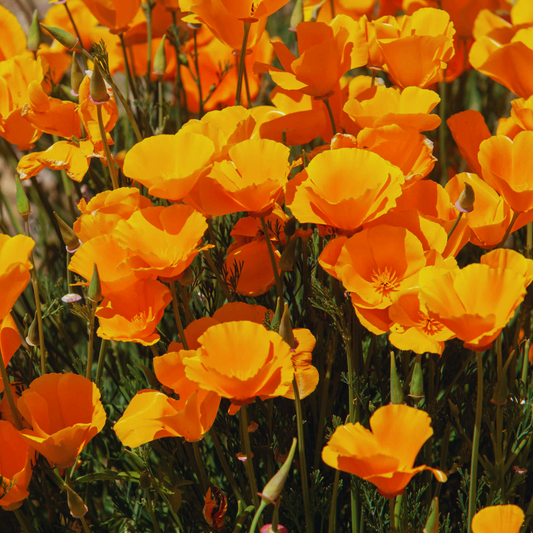 Orange California Poppy - Eschscholzia Californica Seeds