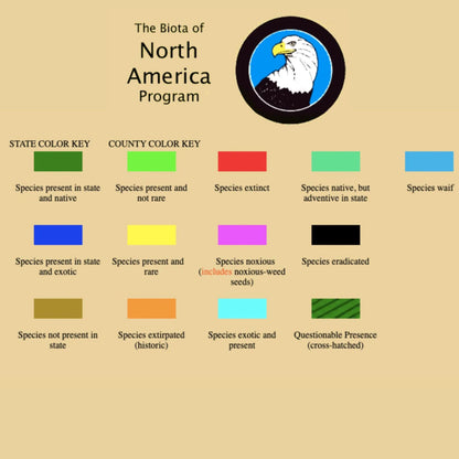 Aromatic Aster - Aster oblongifolius Seeds