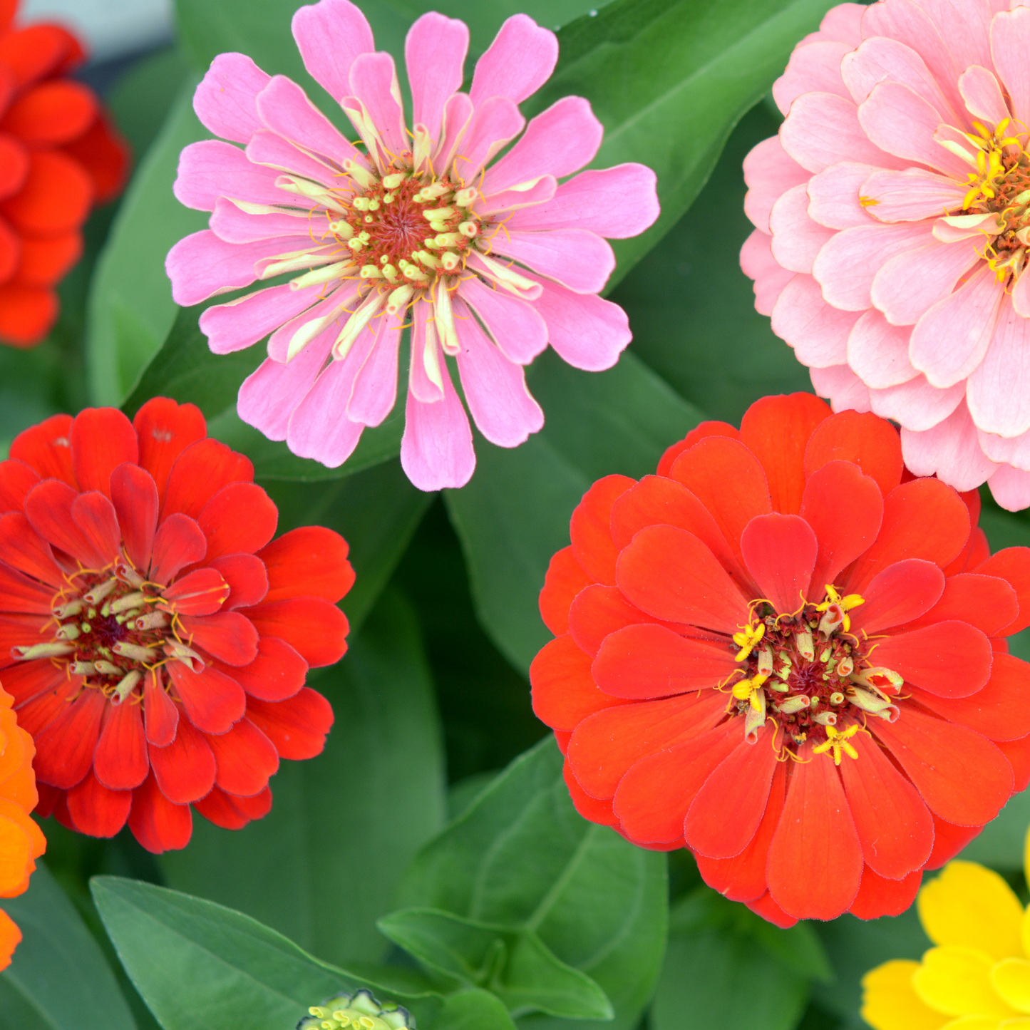 Dahlia Flowered Zinnia Seeds
