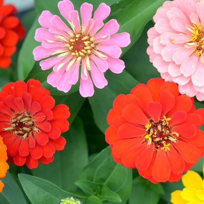 Dahlia Flowered Zinnia Seeds