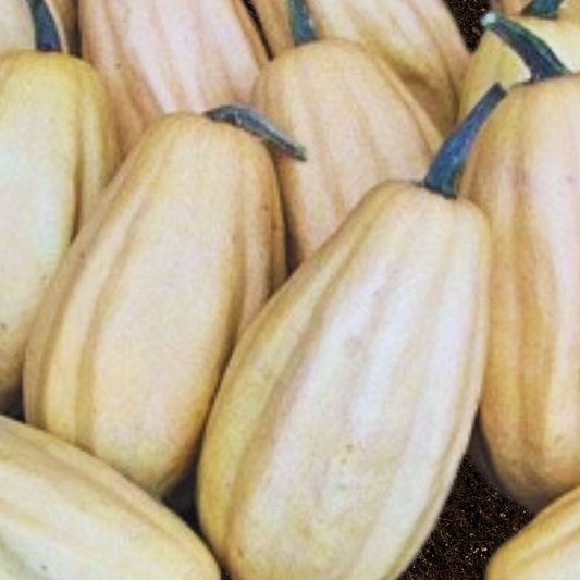 Fordhook Acorn Squash