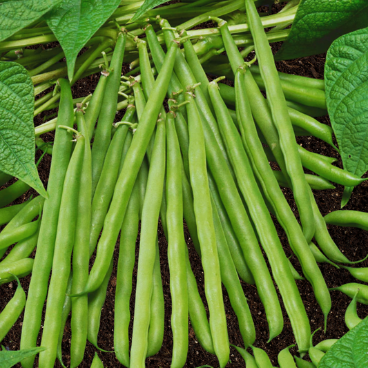 French Garden Green Bean Seeds